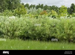 Attēlu rezultāti vaicājumam “Salix rosmarinifolia”