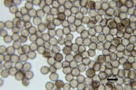 Attēlu rezultāti vaicājumam “Diachea subsessilis”