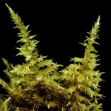 Attēlu rezultāti vaicājumam “Calliergon giganteum”