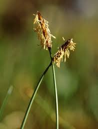 Attēlu rezultāti vaicājumam “Carex dioica”