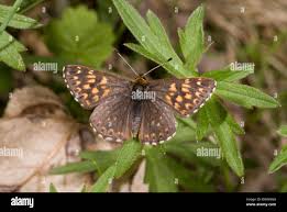 Attēlu rezultāti vaicājumam “Hamearis lucina underside”