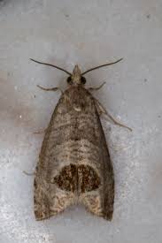 Attēlu rezultāti vaicājumam “Notocelia uddmanniana”