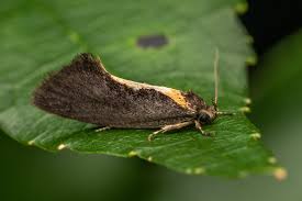 Attēlu rezultāti vaicājumam “Oecophoridae”