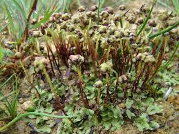 Attēlu rezultāti vaicājumam “Preissia quadrata”