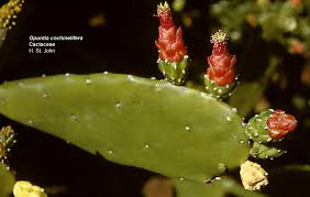 Image result for Cactaceae