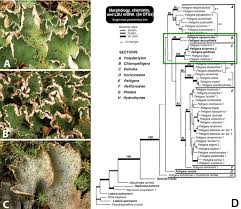 Attēlu rezultāti vaicājumam “Peltigera aphthosa”