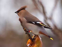 Attēlu rezultāti vaicājumam “Bombycilla garrulus adult”