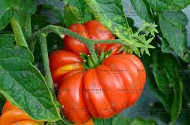 Afbeeldingsresultaat voor mortgage lifter bicolor strain tomato