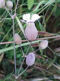 Image result for Silene vulgaris