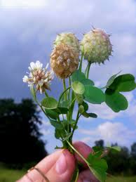 Attēlu rezultāti vaicājumam “Trifolium fragiferum”