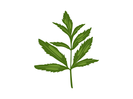 Attēlu rezultāti vaicājumam “Cicuta virosa leaf”