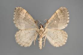 Attēlu rezultāti vaicājumam “Eupithecia icterata female”