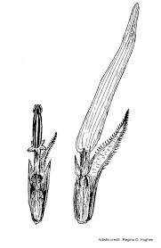 Attēlu rezultāti vaicājumam “Helianthus annuus fruit”