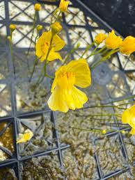 Image result for Utricularia