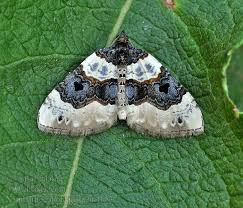 Attēlu rezultāti vaicājumam “Xanthorhoe montanata”