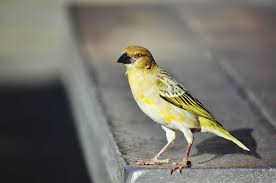 Attēlu rezultāti vaicājumam “Loxia pytyopsittacus male”