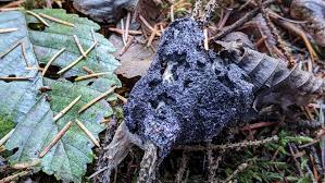 Attēlu rezultāti vaicājumam “Nectriopsis violacea”