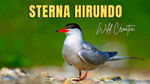 Attēlu rezultāti vaicājumam “Sterna hirundo”