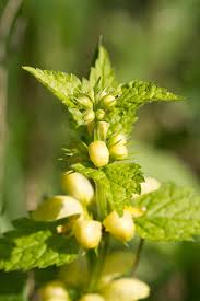 Attēlu rezultāti vaicājumam “Lamiastrum galeobdolon bud”