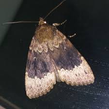 Attēlu rezultāti vaicājumam “Amphipyra”