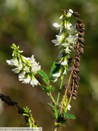 Attēlu rezultāti vaicājumam “Melilotus”