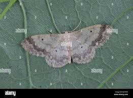 Attēlu rezultāti vaicājumam “Idaea biselata”