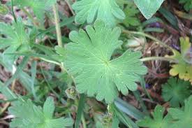 Attēlu rezultāti vaicājumam “Geranium molle”