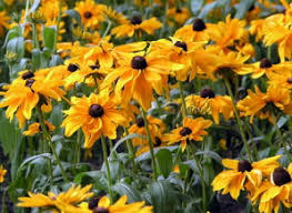 Image result for Rudbeckia Paradisio