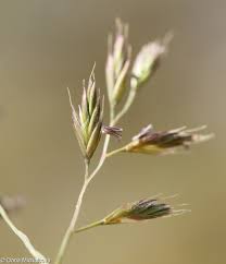Attēlu rezultāti vaicājumam “Festuca ovina fruit”