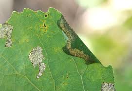 Attēlu rezultāti vaicājumam “Caloptilia stigmatella”