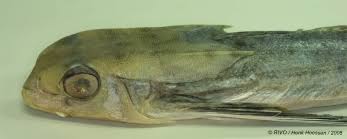 Image result for Dactylopterus volitans