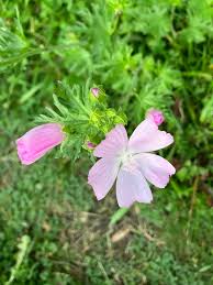 Image result for Malva alcea