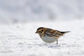 Image result for Calcarius lapponicus