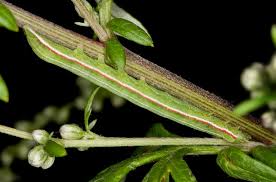 Attēlu rezultāti vaicājumam “Eucarta virgo”