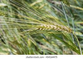 Attēlu rezultāti vaicājumam “Hordeum vulgare”