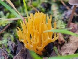 Attēlu rezultāti vaicājumam “Ramariopsis crocea”