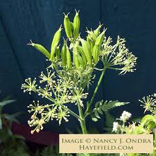 Image result for Myrrhis odorata