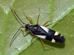 Attēlu rezultāti vaicājumam “Dryophilocoris flavoquadrimaculatus imago”