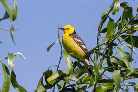 Attēlu rezultāti vaicājumam “Motacilla citreola”