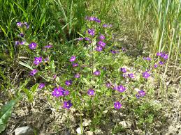 Image result for Legousia speculum-veneris