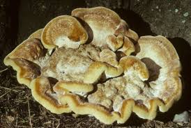 Attēlu rezultāti vaicājumam “Bondarzewia mesenterica”