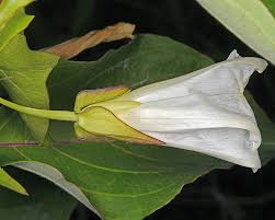 Attēlu rezultāti vaicājumam “Calystegia sepium flower”