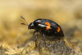 Attēlu rezultāti vaicājumam “Scaphidium quadrimaculatum”