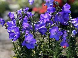 Image result for Campanula persicifolia