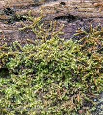 Attēlu rezultāti vaicājumam “Nowellia curvifolia”