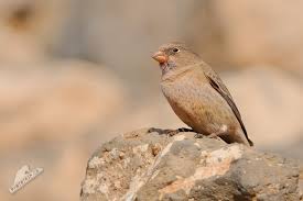 Image result for Bucanetes githagineus