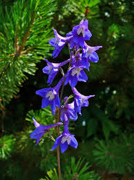 Attēlu rezultāti vaicājumam “Delphinium elatum”