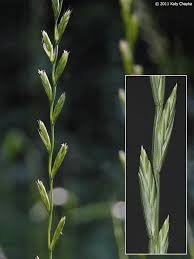 Attēlu rezultāti vaicājumam “Lolium perenne”