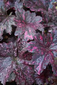 Image result for Heuchera `Midnight Rose`