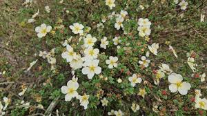 Attēlu rezultāti vaicājumam “Pentaphylloides fruticosa flower”